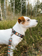 WOOLLY WOLF Woodland pavadėlis šunims, 150 cm   paveikslėlis