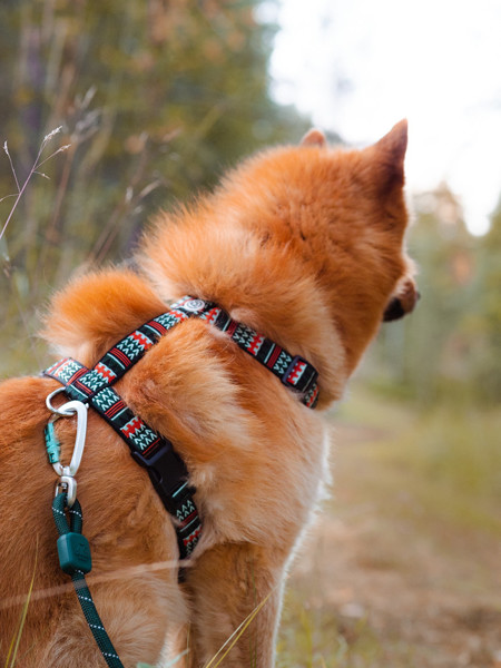 WOOLLY WOLF Woodland petnešos šunims, M   paveikslėlis