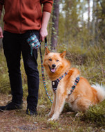 WOOLLY WOLF Woodland petnešos šunims, M   paveikslėlis