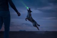 2 GLOW tamsoje šviečiantis kamuoliukas šunims paveikslėlis