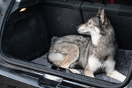 ROYAL DRY drėgmę ir nešvarumus sugeriantis kilimėlis šunims, M, pilkas paveikslėlis