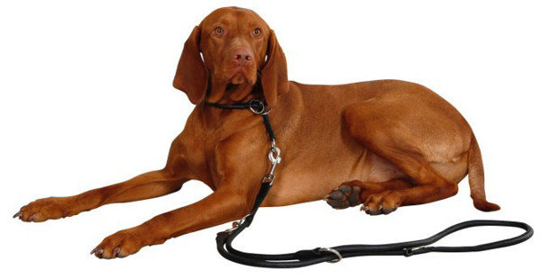 KERBL Choker Roma odinis antkaklis šunims, 50cm - 8mm, juodas paveikslėlis
