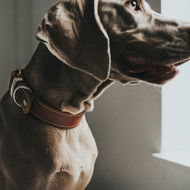 HUNTER AALBORG SPECIAL odinis antkaklis šunims 60/M-L, rudas paveikslėlis