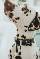 HUNTER AALBORG SPECIAL odinis antkaklis šunims, 65/L, juodas paveikslėlis
