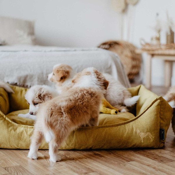 HUNTER EIBY sofa šunims, 100x70 cm, geltona paveikslėlis