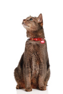 HUNTER KROKOM antkaklis su varpeliu katėms, raudonas paveikslėlis