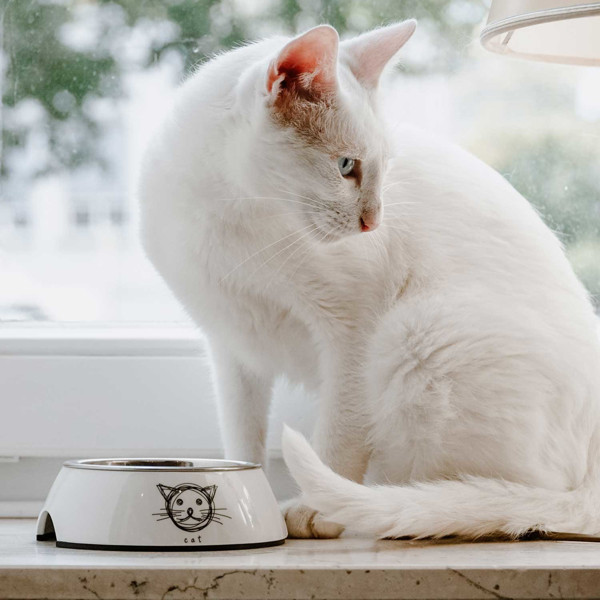 HUNTER MILOS dubenėlis katėms iš melamino, 160 ml, baltas paveikslėlis