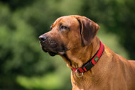 HUNTER NEOPRENE VARIO PLUS antkaklis iš neopreno šunims, 45/M, raudonas paveikslėlis