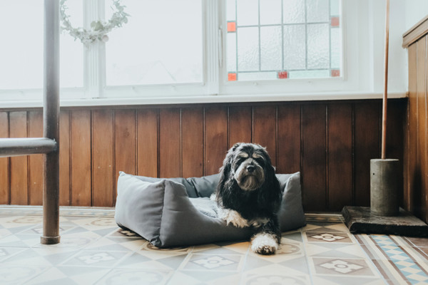 HUNTER RAVINA sofa šunims, 60x40 cm, pilka paveikslėlis