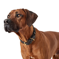 HUNTER SANSIBAR SOLID stilingas odinis antkaklis šunims, 50/S-M, juodas paveikslėlis