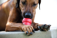 KONG CLASSIC šunų žaislas skanėstams, L, raudonas paveikslėlis
