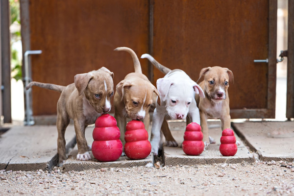 KONG CLASSIC šunų žaislas skanėstams, M, raudonas paveikslėlis