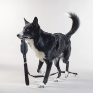 PAIKKA šviesą atspindintis pavadėlis šunims, juodas, 15 cmx180cm paveikslėlis