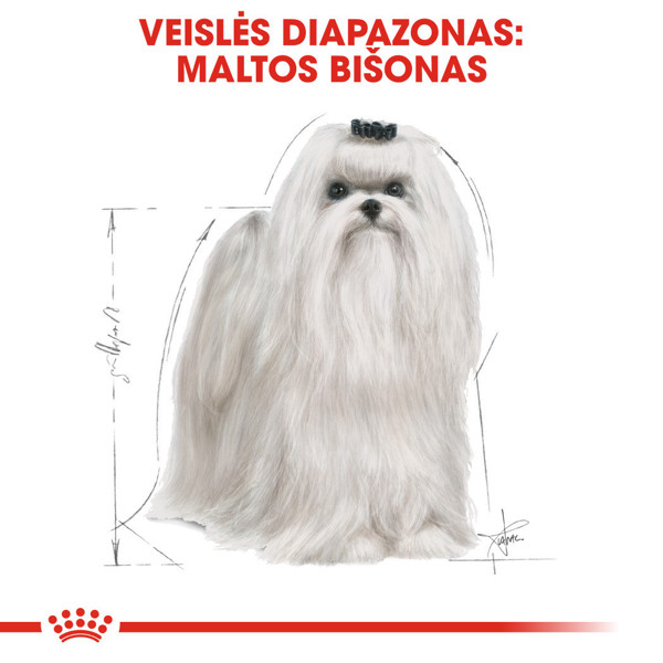 ROYAL CANIN BHN Maltese adult sausas maistas suaugusiems Maltos bišonų veislės šunims 1,5 kg paveikslėlis