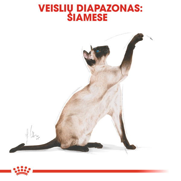 ROYAL CANIN FBN Siamise sausas maistas suaugusioms Siamo veislės katėms 2 kg paveikslėlis