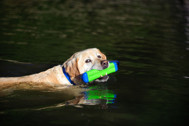 CHUCKIT Amphibious Bumper žaislas mėtymui, S, žalias paveikslėlis
