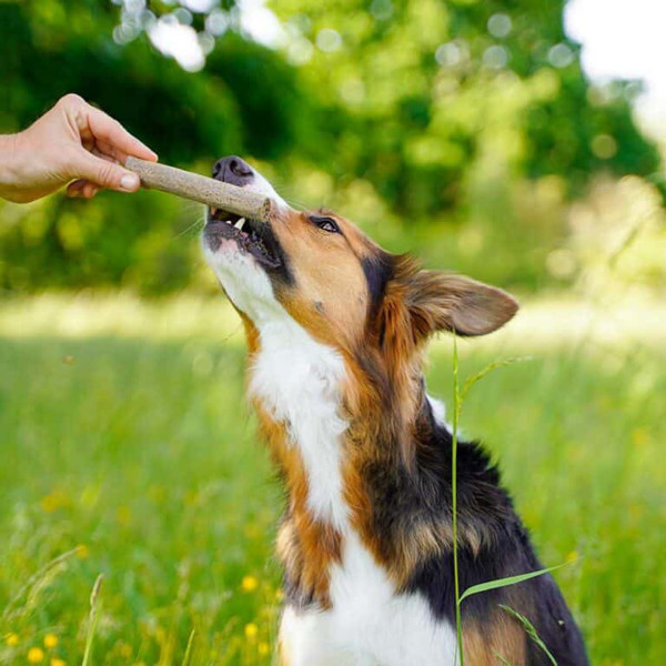 EAT SMALL Dental skanėstai su vabzdžių baltymais nuo dantų apnašų ir akmenų susidarymo suaugusiems šunims, 160 g paveikslėlis
