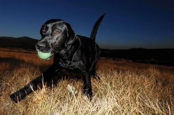 CHUCKIT Max Glow šviečiantis tamsoje kamuoliukas šunims paveikslėlis