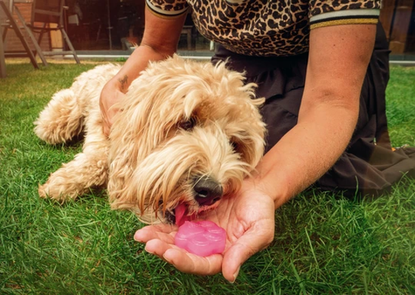 COOLPETS Dog Ice Mix Strawberry mišinys ledams gaminti, braškių sk. paveikslėlis