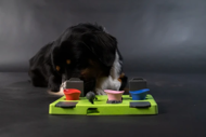 EAT SLOW LIVE LONGER interaktyvus žaislas dėlionė šunims, 25x26 cm paveikslėlis