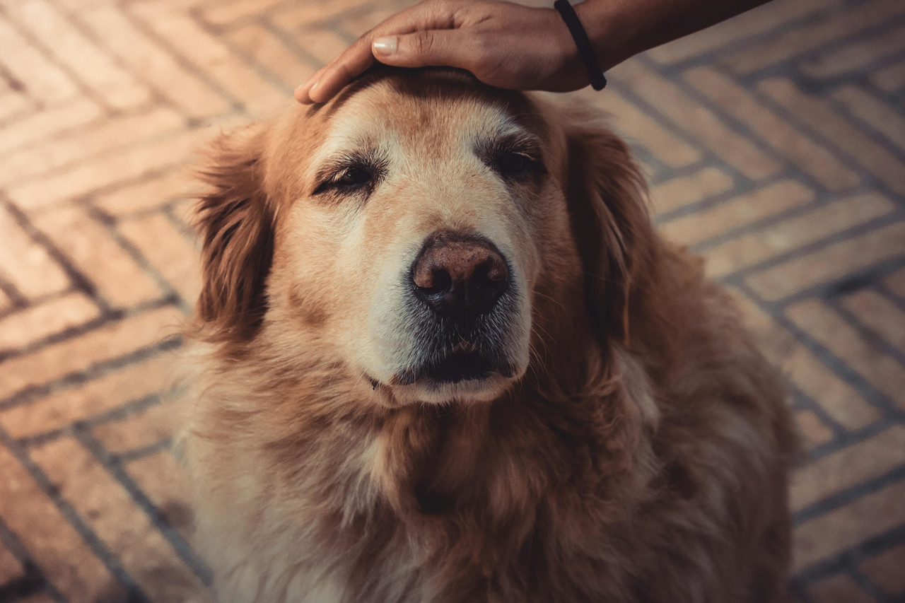 Kaip pagerinti vyresnio šuns gyvenimo kokybę?