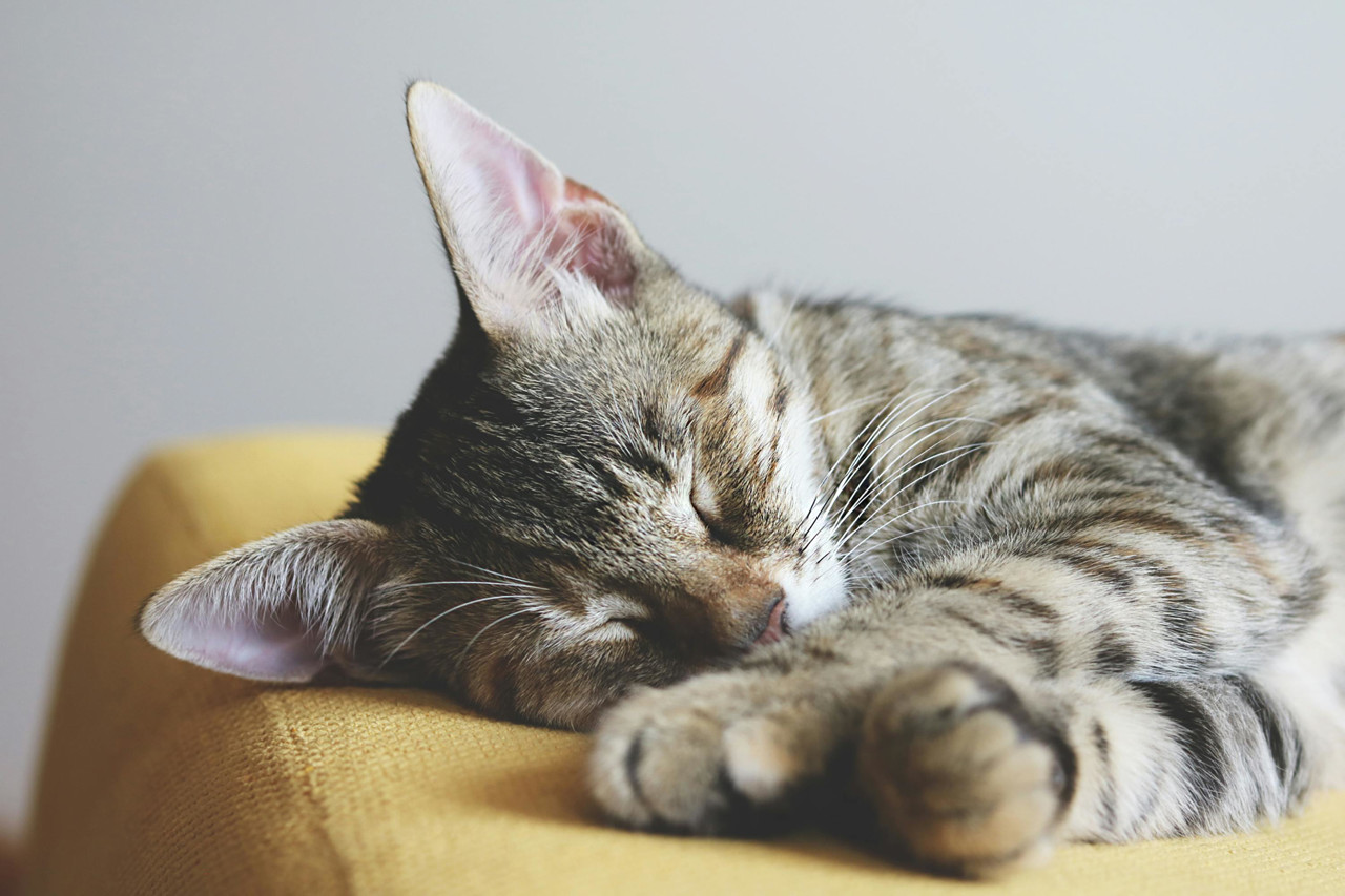 Per kiek laiko katė atsigauna po sterilizacijos?