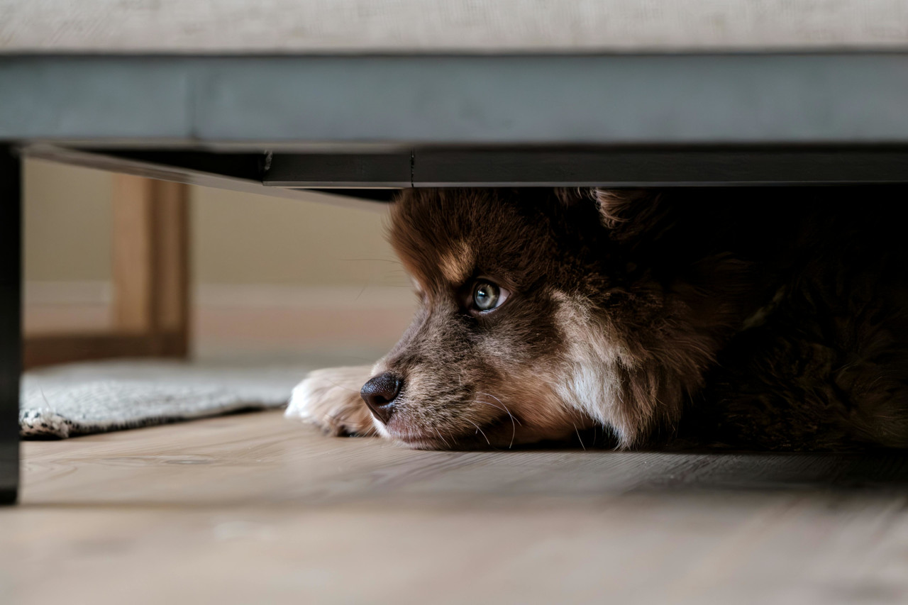 Kodėl suaugęs šuo pradėjo šlapintis namuose?