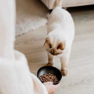 DISTRICT 70 ROYAL metalinis dubenėlis katėms 12 cm., tamsiai pilka