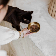 DISTRICT 70 ROYAL metalinis dubenėlis katėms 12 cm., aukso