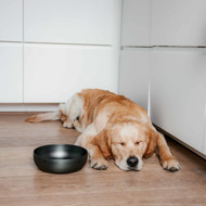 DISTRICT 70 ROYAL metalinis dubenėlis šunims M 17,5 cm., tamsiai pilka