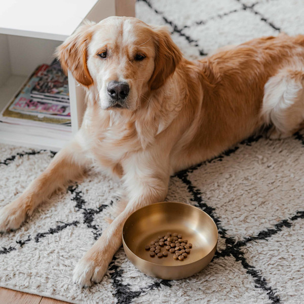 DISTRICT 70 ROYAL metalinis dubenėlis šunims M 17,5 cm., aukso