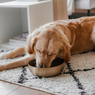 DISTRICT 70 ROYAL metalinis dubenėlis šunims M 17,5 cm., aukso