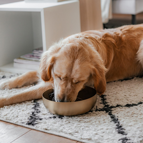 DISTRICT 70 ROYAL metalinis dubenėlis šunims M 17,5 cm., aukso