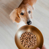 DISTRICT 70 ROYAL metalinis dubenėlis šunims M 17,5 cm., aukso