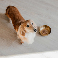 DISTRICT 70 ROYAL metalinis dubenėlis šunims M 17,5 cm., aukso