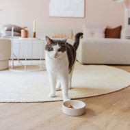 DISTRICT 70 DUSK keraminis dubenėlis katėms 12 cm., rusva paveikslėlis