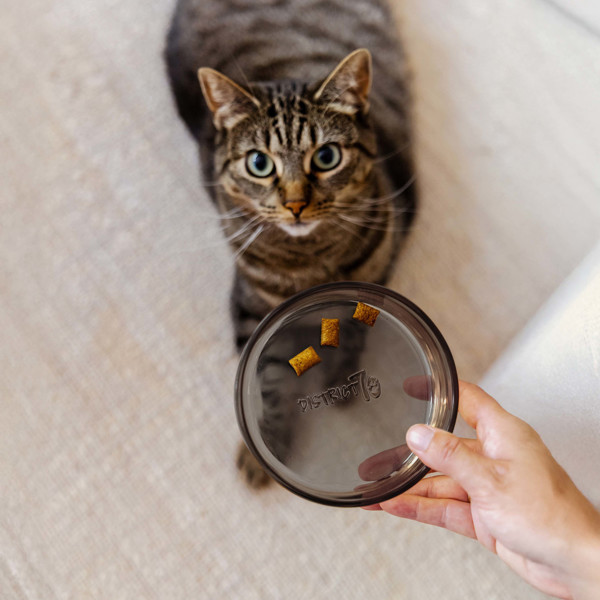 DISTRICT 70 DAWN stiklinis dubenėlis katėms 12 cm., juoda