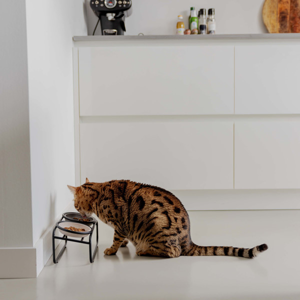 DISTRICT 70 BUTLER stovas kačių dubenėliams , juodas