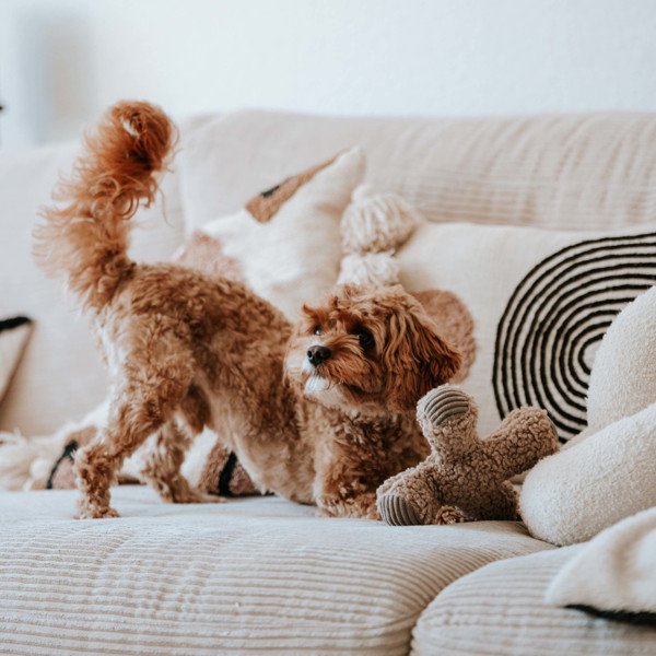 DISTRICT 70 ZIGGY žaislas šunims 20 x 20 cm., rusvas