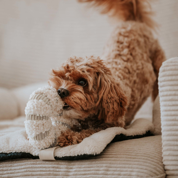 DISTRICT 70 DAISY užimtumo žaislas šunims 21 cm., rusvas