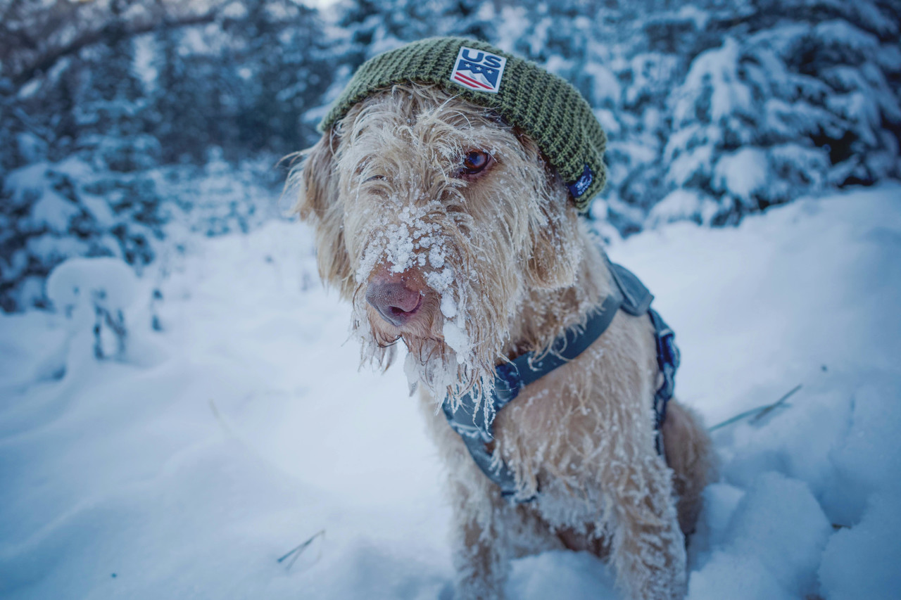 5 požymiai, kad šuniui per šalta lauke