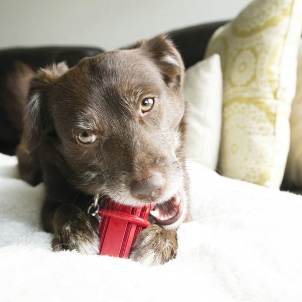 KONG DENTAL STICK lazdelė- žaislas dantims, L, raudona