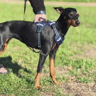 OURDOGSLIFE magnetinės šunų petnešos + 2 m pavadėlis (komplektas), M, mėlyna