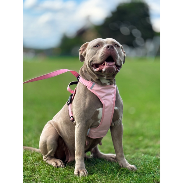 OURDOGSLIFE magnetinės šunų petnešos + 2 m pavadėlis (komplektas), XS, rožinė