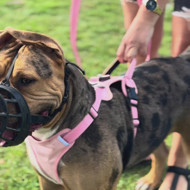 OURDOGSLIFE magnetinės šunų petnešos + 2 m pavadėlis (komplektas), S, rožinė