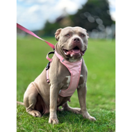 OURDOGSLIFE magnetinės šunų petnešos + 2 m pavadėlis (komplektas), S, rožinė