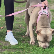 OURDOGSLIFE magnetinės šunų petnešos + 2 m pavadėlis (komplektas), XS, juoda