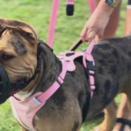 OURDOGSLIFE magnetinės šunų petnešos + 2 m pavadėlis (komplektas), S, juoda