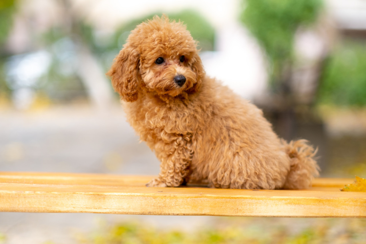 Maltipoo: ką verta žinoti prieš įsigyjant šią veislę?